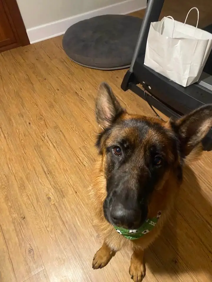 Reno inspecting freshly installed hardwood
