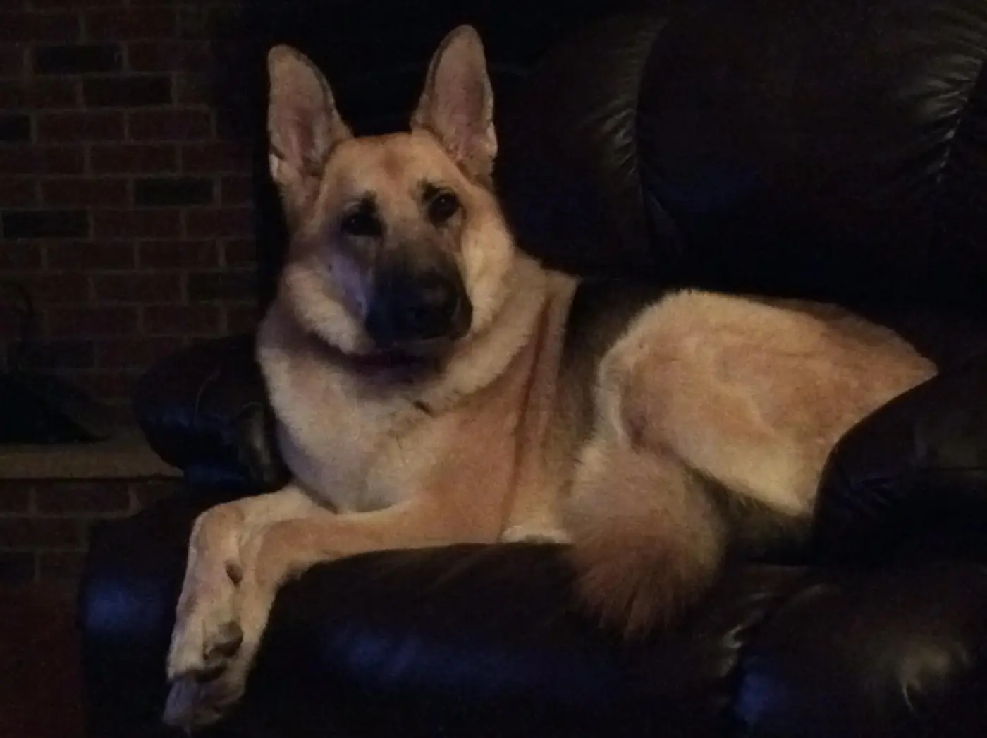 Reno relaxing on the couch, off duty